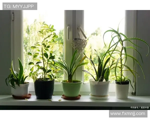 盆栽艺术:探索室内绿植的美学与养护技巧,打造自然与生活融合的绿色空间